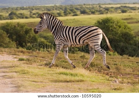 A strong running Zebra trots past the photographer