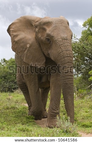A rushing Female Elephant confronts the photographer