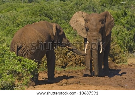 Elephant Greeting