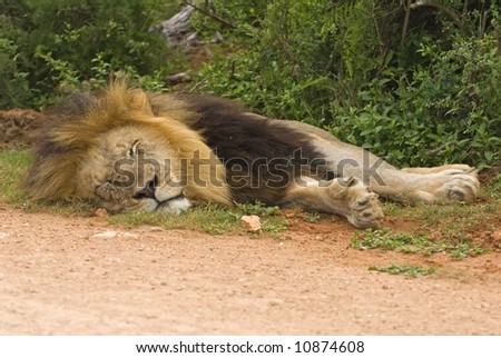 A huge Maned Lion sleeps at the end of a hard night\'s Hunting