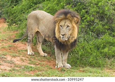 A lion looks up at the noise of the camera shutter