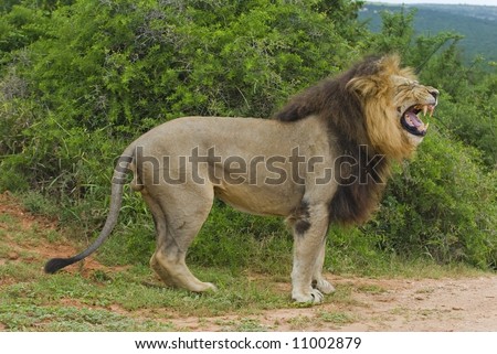 A huge Male Lion is not pleased at the presence of the photographer
