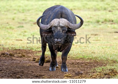A Mature Buffalo Bull is not sure about the photographer