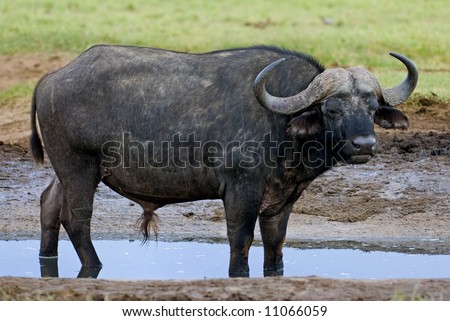 Buffalo Bull cooling off in the water