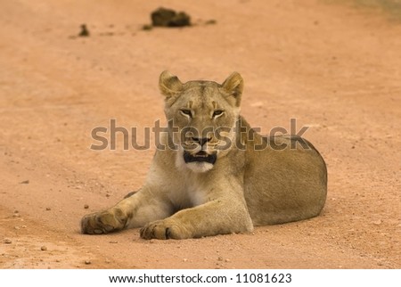 The Young Lioness sees the photographer for the first time
