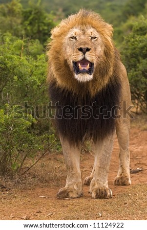 One Mean looking lion looking for a fight