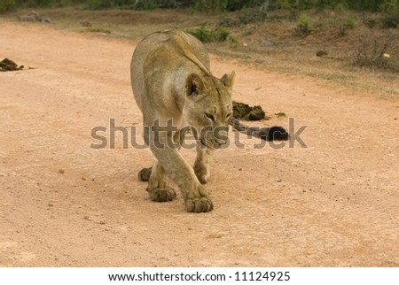 A young Lioness sniffing the ground looking for her nearby mother