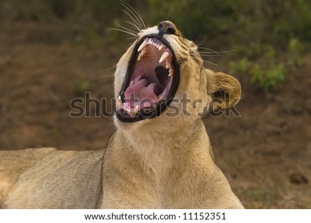 A young Lioness yawns after a tiring night hunting with the pride