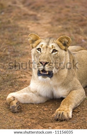 Lions are extremely dangerous animals. Be Careful.