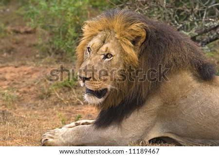 The Menacing look of a Dangerous Pride Male Lion