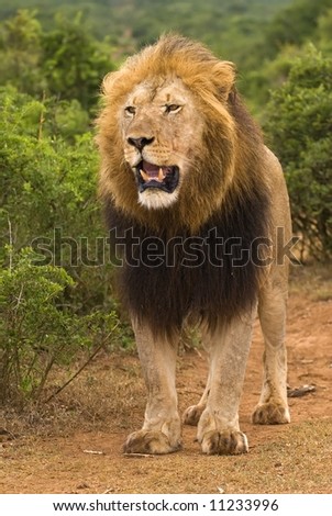 A sight seldom seen the leader of all lions in the area