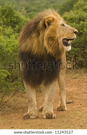 to a far off Lioness roaring to a far off Lioness roaring