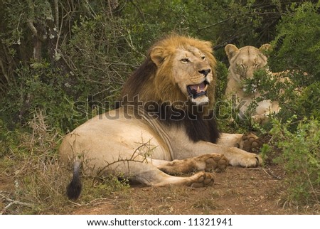 A dominant Male lion watches over his lioness