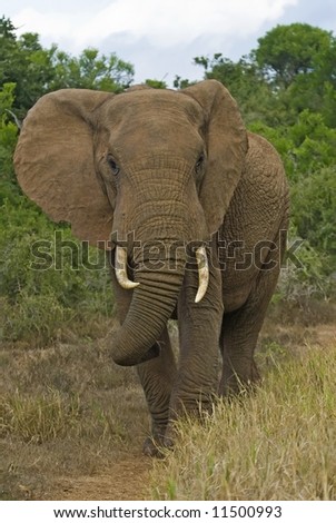 An enraged Bull Elephant tries to scare the photographer