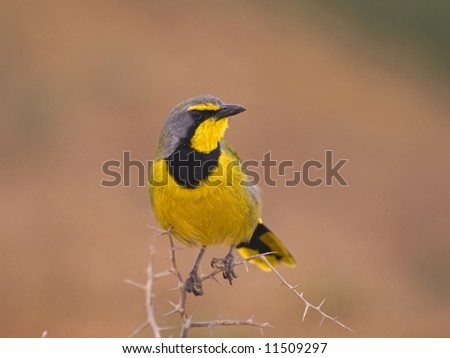 A beautiful Bird found in remote areas