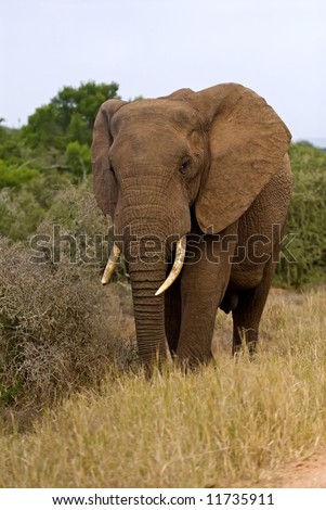 A young elephant moves in on the photographer