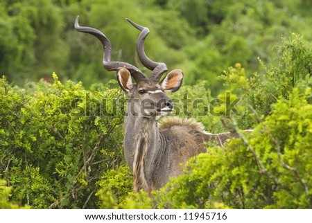 A Kudu Bull Looks back at approaching danger