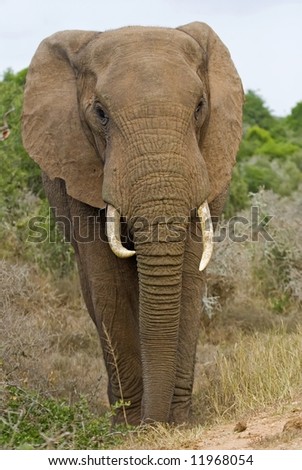 Time to get out going as this elephant is almost on top of the photographer