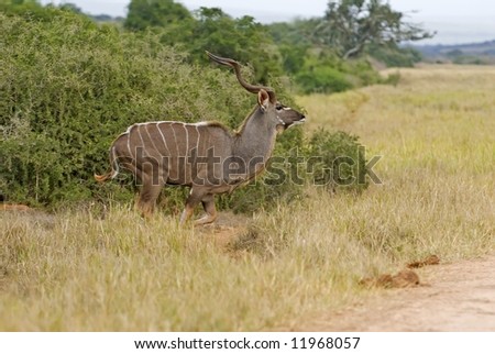 A huge Kudu Bull starts his dash in the open to get to cover nearby