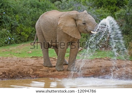 Potent Elephant Water Spray in a game played by elephants
