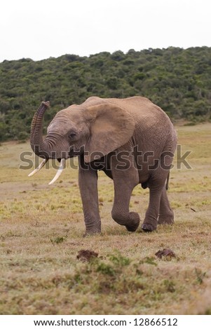 A young Bull elephant smells the air for Danger