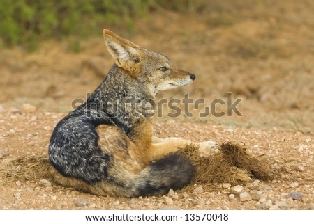 A wily Jackal sits in Elephant Dung in the road