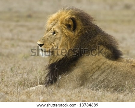 The head of the dominant Male Lion at Addo National Park, South Africa