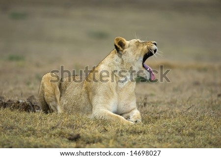 The young Lioness Yawns after hunting