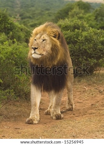 Addo Dominant Male Lion comes out of the bush