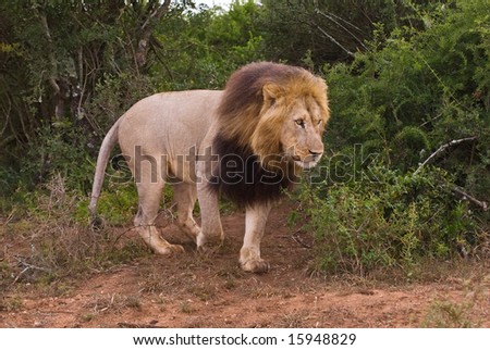 The Lion Leader comes out of the bush
