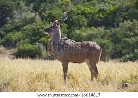 The Kudu Bull listens for any sign of danger
