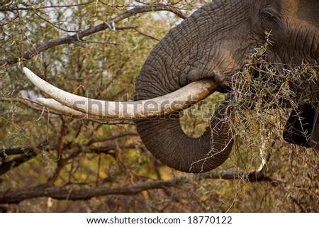 The Elephant uses his tusks to break off branches to eat
