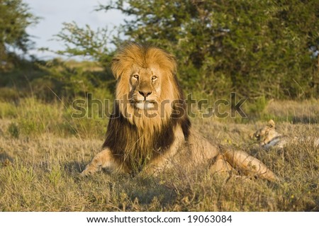 The late afternoon sun catches the lions eyes as he rises to hunt