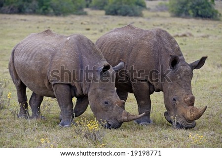 A pair of White Rhino slowly approaches the vehicle
