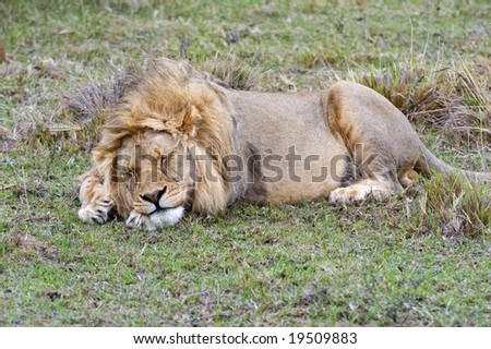 A lion sleep up to twenty hours a day so he is fresh to hunt