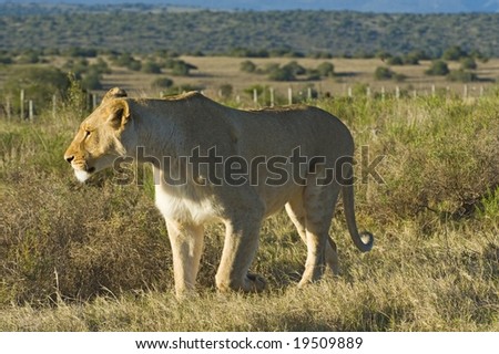 A lioness hunting on the plains