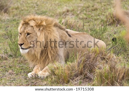 A young Male lion watches its prey coming closer