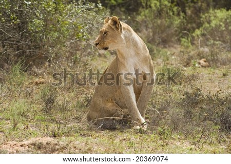 A hunting Lioness locates a possible animal to hunt