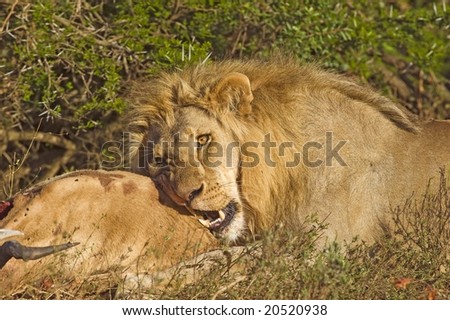 A young Male Lion eats an antelope