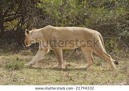 A young Lioness closes in on the final stages of the hunt