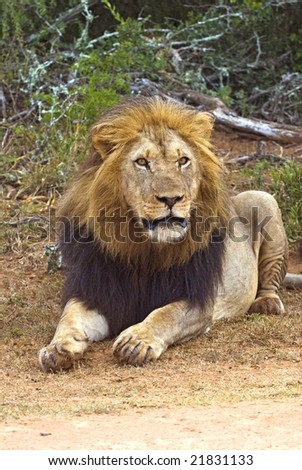 A large and fierce lion stares at the photographer