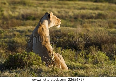 The hunting Lioness plans her next move