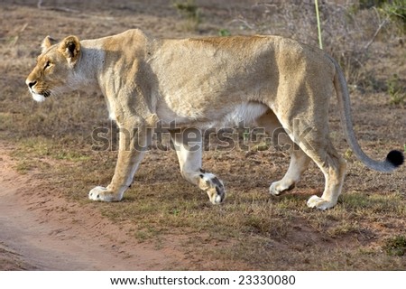 The Leading Pride Female lion on the hunt