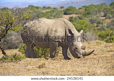 A White Rhino is a rare sight