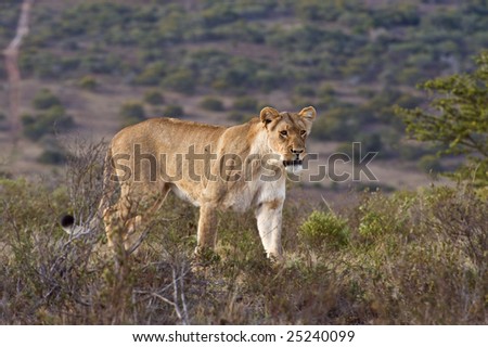A hunting lioness stops to look for prey animals