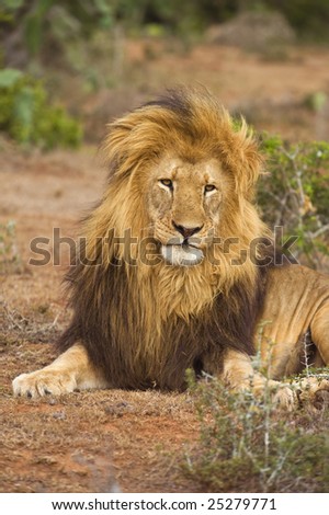 A sleepy Male Lion looks untidy as he wakes up