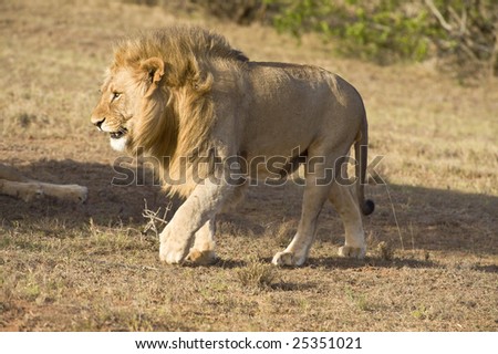 A young Male Lion walks near the vehicle