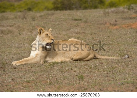 This lioness is looking to start hunting