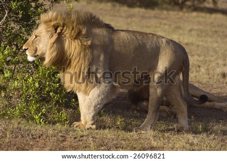 A male Lion leaves the pride to hunt