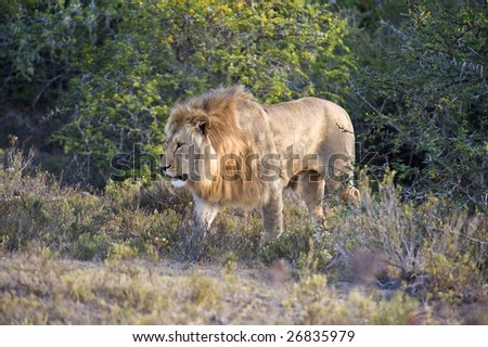 The Lion comes out to hunt in the evening